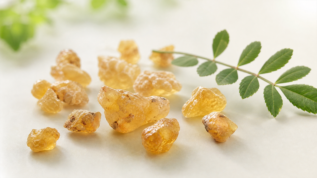Golden frankincense resin from the Boswellia serrata tree with a green leaf sprig